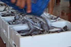 2010-08 - Puerto de Motril 25
